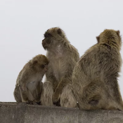 Three monkeys