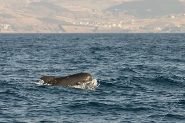 Pilot Whale