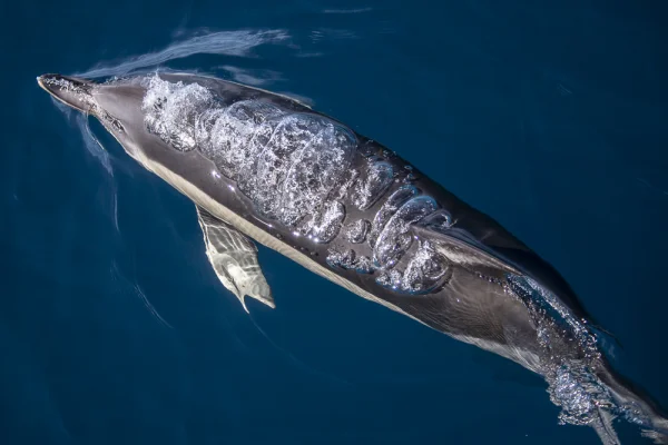 Common dolphin with air bubbles