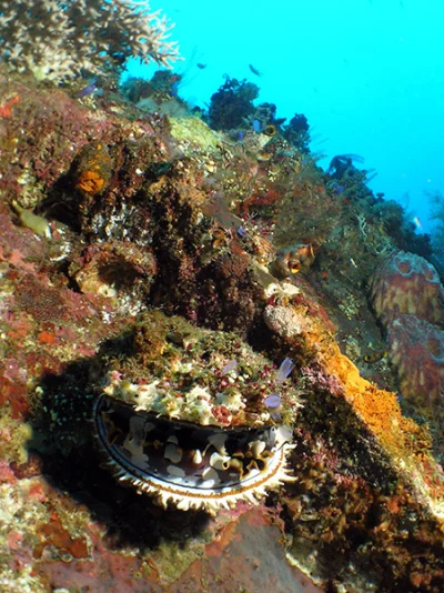 Muschel) Unterwasserszene am Schiffswrack vor Tulamben -- Nikon Coolpix 5400 mit Subtronic Mini Blitz, Tulamben, Bali, Indonesien, 27. März 2005