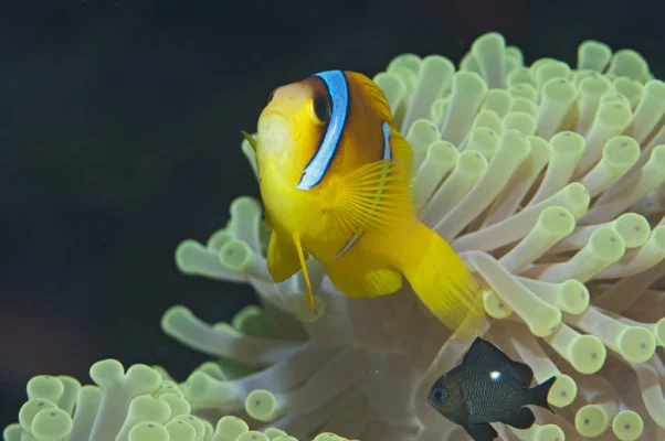 Anemone Fish