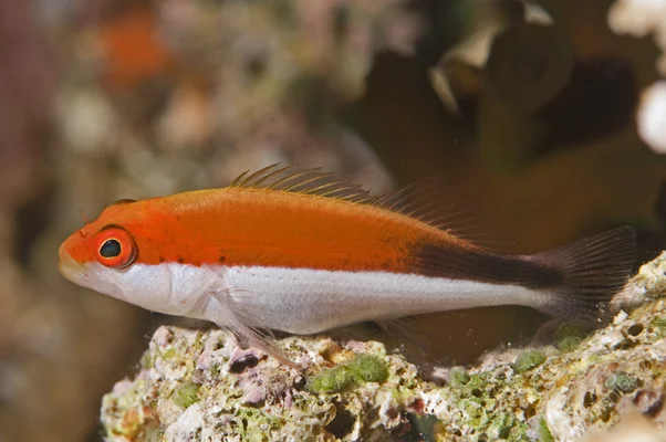 Hawkfish