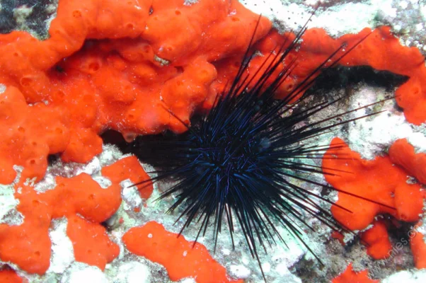 Sea Urchin