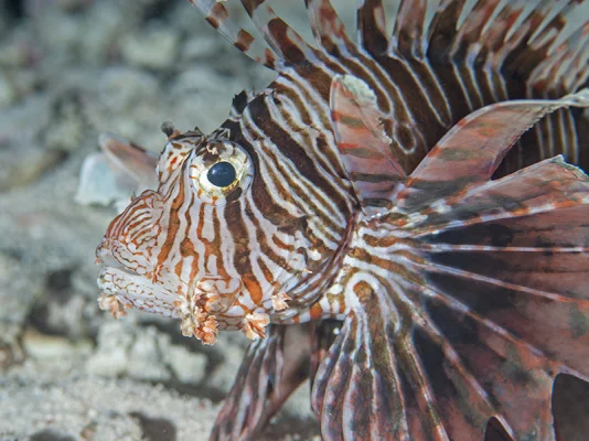 Lionfish