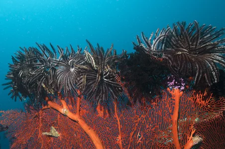 Feather seastars on Gorgony