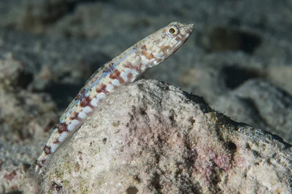 Lizardfish