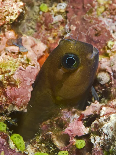 Blenny