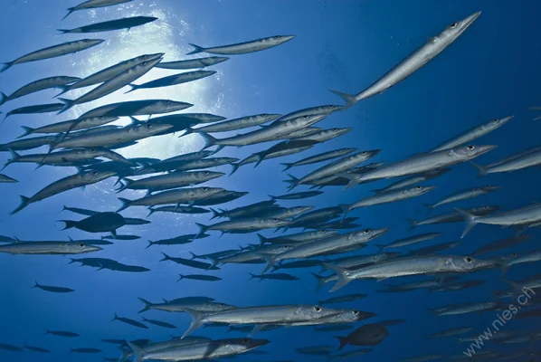 Barracudas