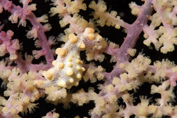 Pygmy Seahorse