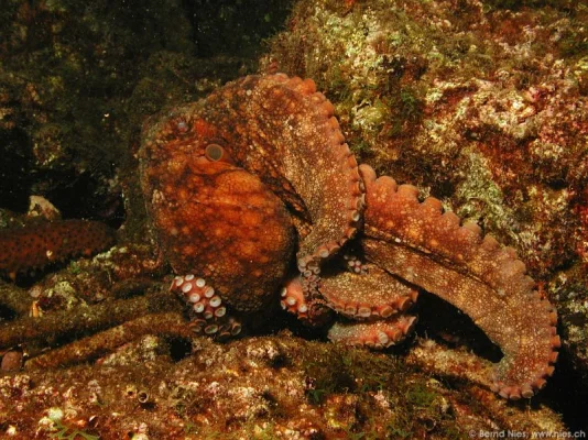 Octopus