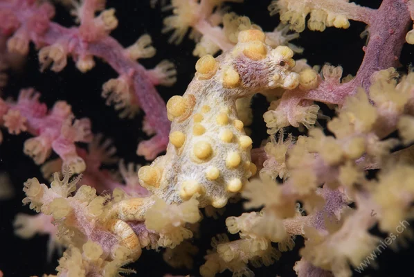 Pygmy Seahorse