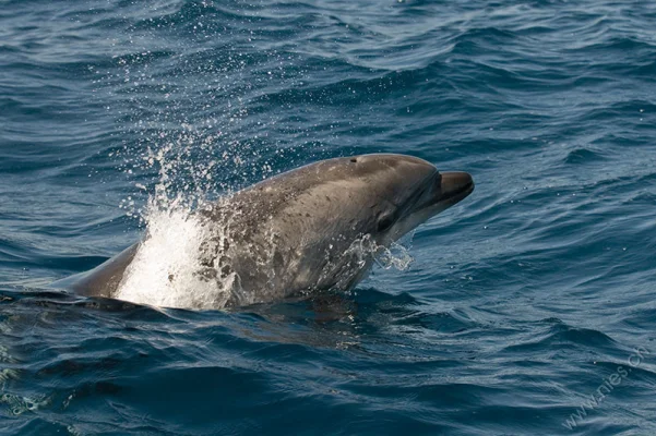 Bottlenose Dolphin