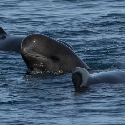 Young Pilot Whale Spyhopping