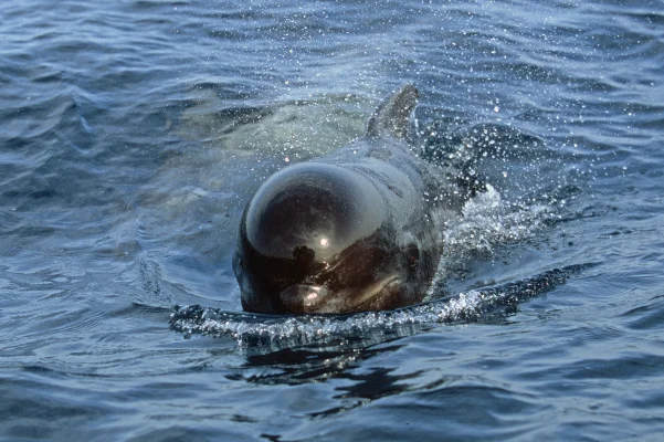 Pilot whale