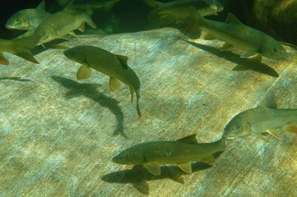 Group of barbels