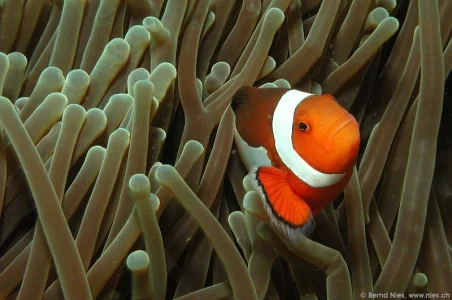 Clownfish