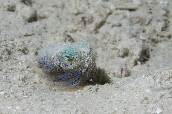 Baby Cuttlefish