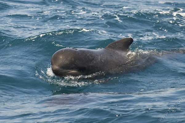 Pilot whale