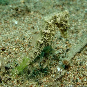 Seahorse