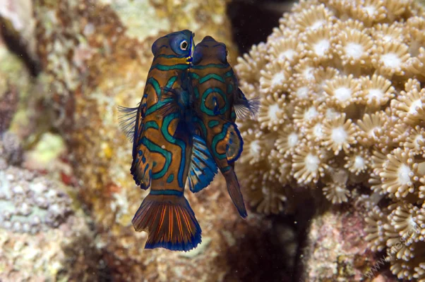 Mandarin Fish