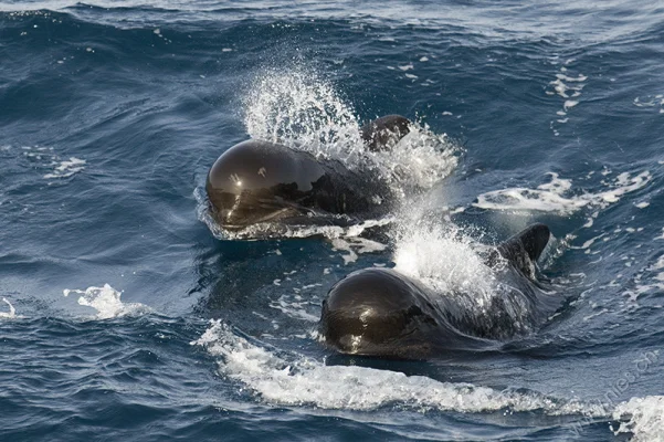 Pilot whales