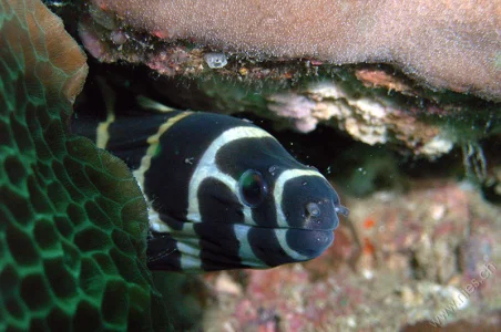 Moray Eel