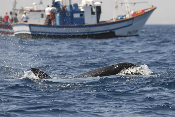 Orca mit Fischerboot