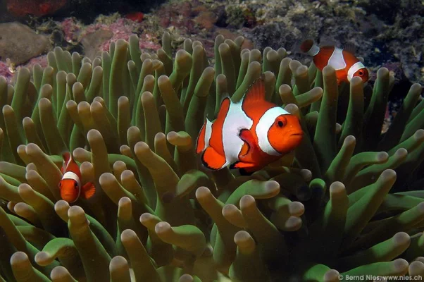 Clownfish