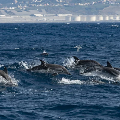 Leaping striped dolphins with fuel tanks